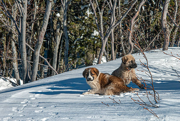 A Male Saint Bernard playing in the wintertime