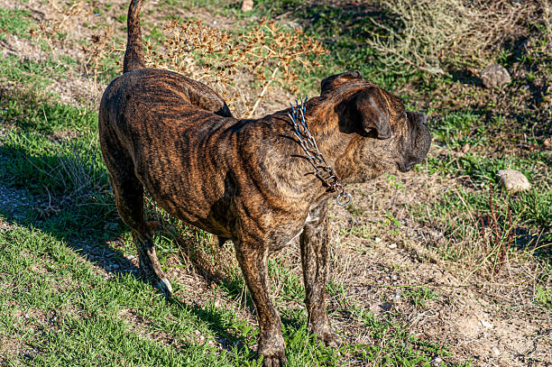 Perro de Presa Canario dog's gaze
