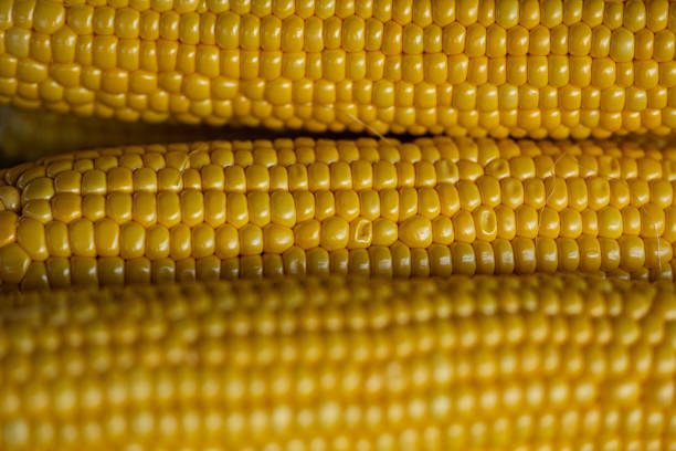 Close up macro shots of golden colored corn. High quality photo