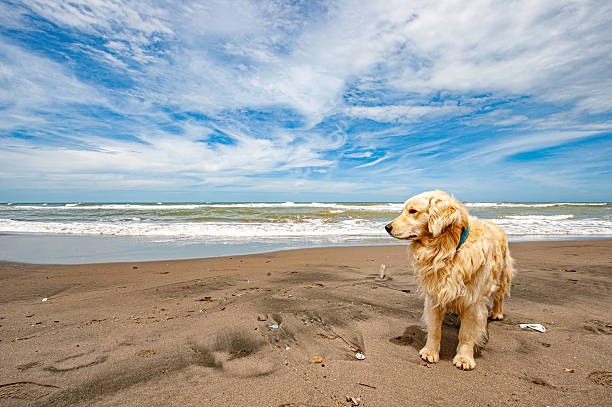Golden Retriever by the sea