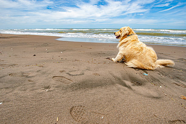 Golden Retriever sitting on sea sand