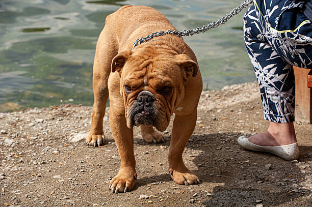 Olde English Bulldogge and her owner