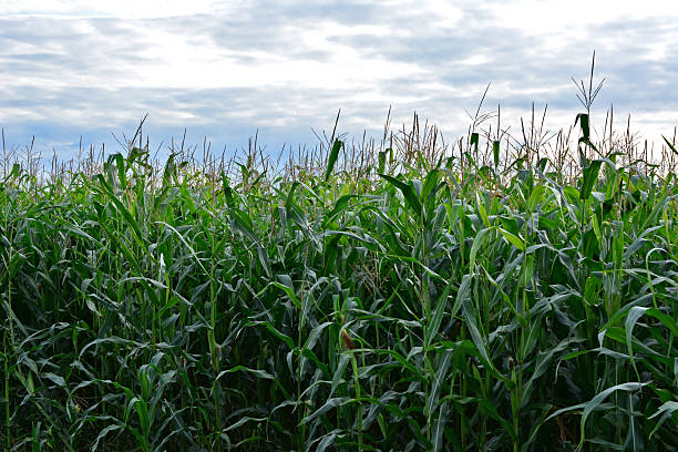 istock Field of Green Corn Stalks Under Cloudy Sky close up 2235213140