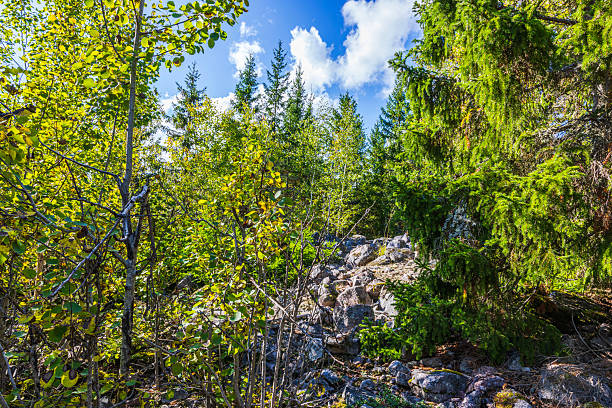 Forest landscape with birch and spruce trees on rocky hillside with blue sky and white clouds in background. Sweden.