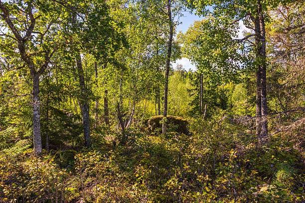 Forest view with birch and spruce trees in autumn season with dense undergrowth and sunlight shining through. Sweden.
