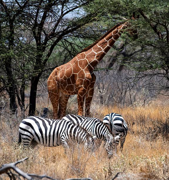 istock Giraffe and Zebra in the African Savannah 2235213821