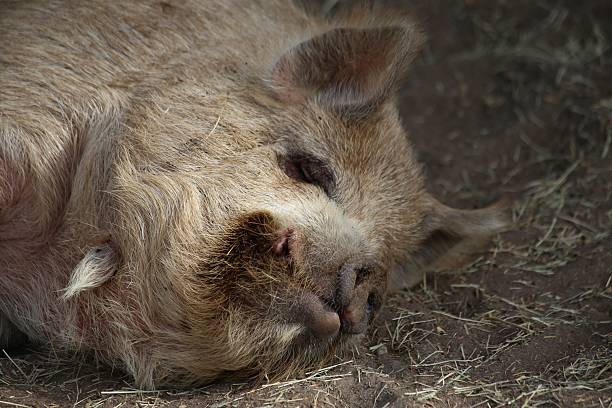 Pigs at a farm in Southern California.