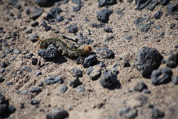 A caterpillar is going on its journey.