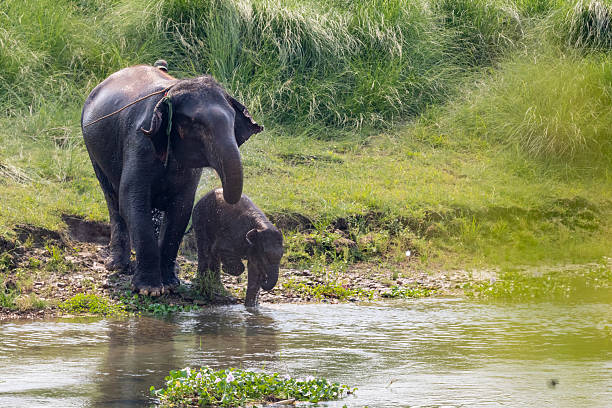istock Mother Elephant and Calf Enjoying Water Spray in Chitwan 2235216074