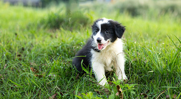 Giovane cane di razza Pastore Scozzese Collie