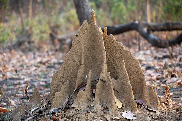 A striking termite mound rises like a natural sculpture from the forest floor of Chitwan National Park. Its intricate design reflects the architectural wonders of tiny insects that shape the ecosystem in silence. The mound stands tall among fallen leaves and woodland textures, symbolizing resilience and the hidden power of nature’s smallest engineers.