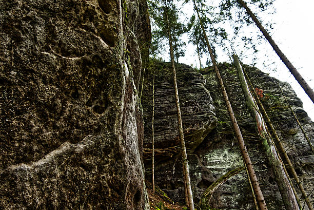 Pine trees growing amidst towering sandstone cliffs create a dramatic natural landscape in bohemian switzerland national park