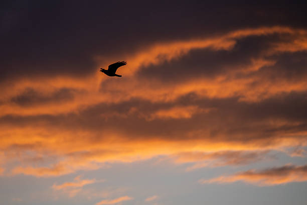 istock Silhouette of a crow in front of sunlit clouds 2235217402