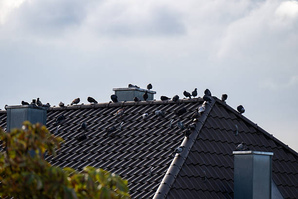 istock Wild city pigeons sitting on a roof 2235218004