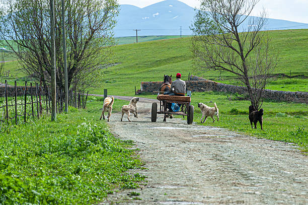 Viscri, Brasov, Romania - August 18, 2021: Driving a Horse Carriage in the Village of Viscri in Romania