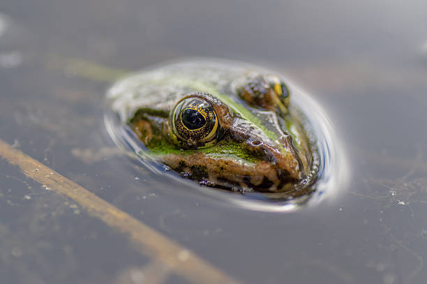 istock Close-up of a Frog Emerging from Calm Water 2235219278