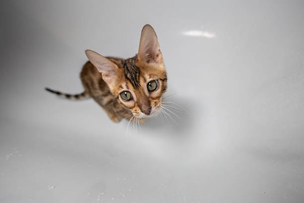 A curious Bengal kitten sits in a white bathtub, looking up with wide eyes, ready for a playful bath time adventure. The cute kitten looks at the camera from the bottom of the bathtub..