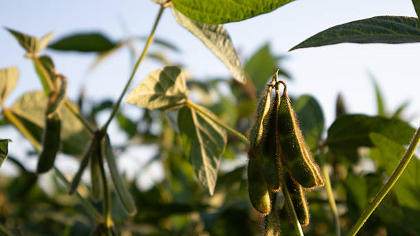 istock Soybean Plants Growing in a Field During Sunset 2235220064