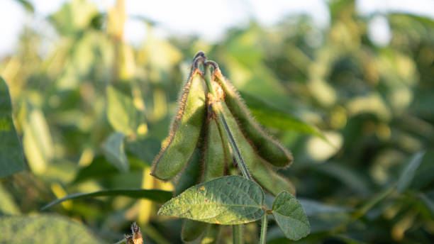 istock Soybean Plants With Ripening Pods in a Sunny Field 2235220097