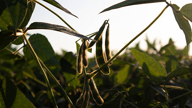 istock Soybean Plants Growing Under Sunlit Sky During Late Afternoon Hours 2235220103
