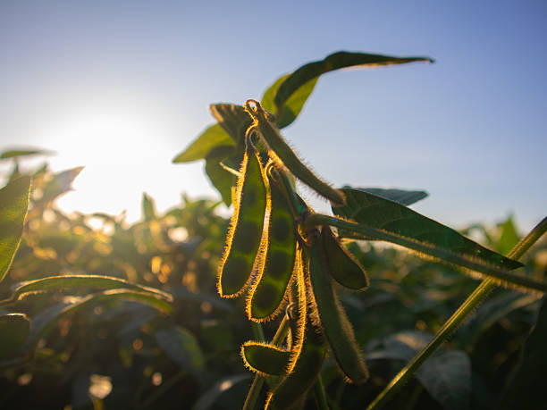 istock Soybean Plants Bathe in Golden Sunlight During Early Evening Hours 2235220109