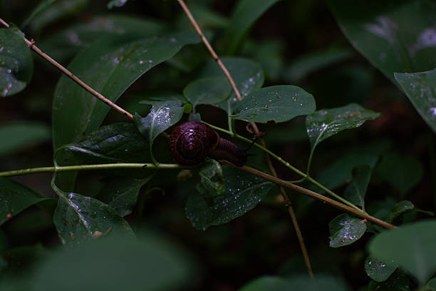 A maroon snail gracefully crawling on a thin branch, surrounded by bright green leaves, demonstrates the gentle beauty of nature in a calm forest setting. Snail on a branch..