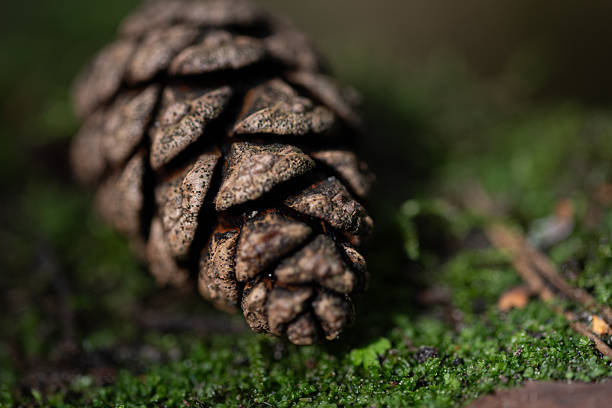 The pine cone that fell from the tree on the forest floor.Black Forest - Germany.