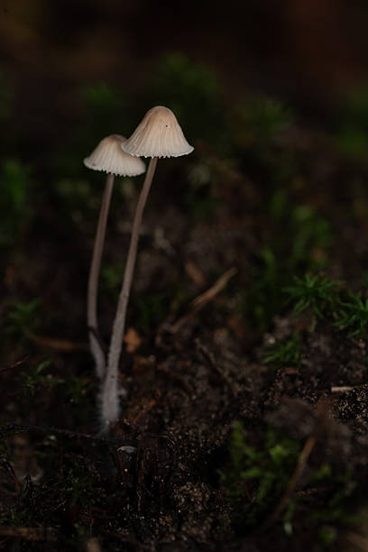 istock Two delicate mushrooms growing on forest floor 2235221742
