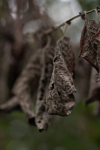 Macro close-up of dried curled leaves hanging from a branch, captured in a forest with soft bokeh in the background.