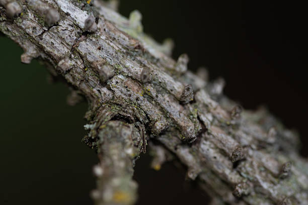 Detailed macro of a conifer branch showing textured bark and tiny bud scars.