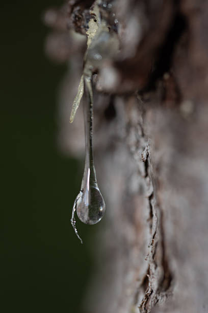 istock Close-up of pine tree resin drop on bark 2235221844