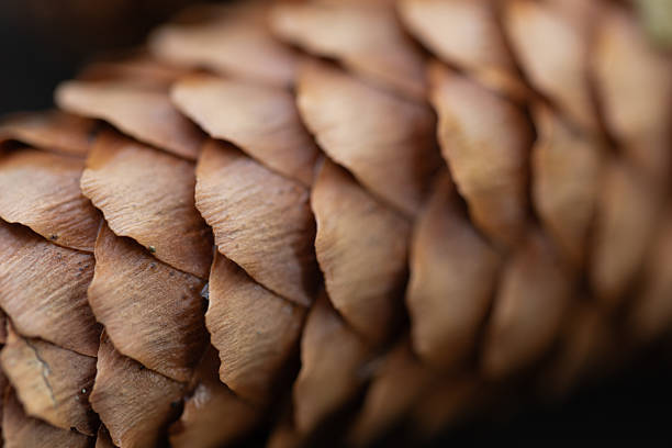 A close-up macro photograph of overlapping brown pine cone scales.