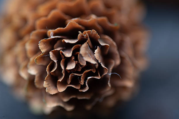 A detailed macro photograph of a pine cone captured from above, with layered scales forming a natural flower-like pattern.