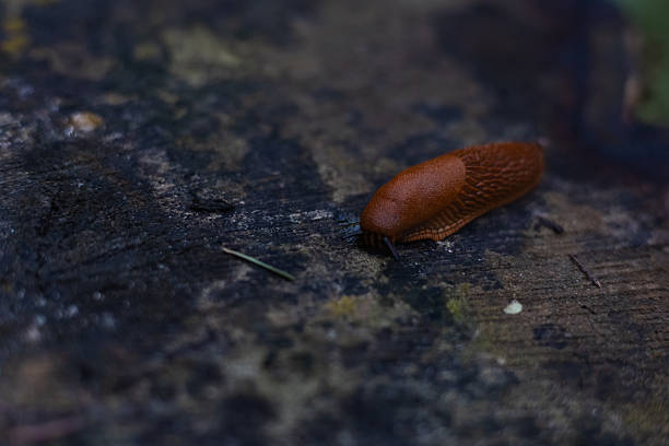 A red slug slowly crawls across a damp log in a dense forest, close-up showing the complex texture and calm damp environment around it. Close-up of a beautiful large red slug on a tree stump..