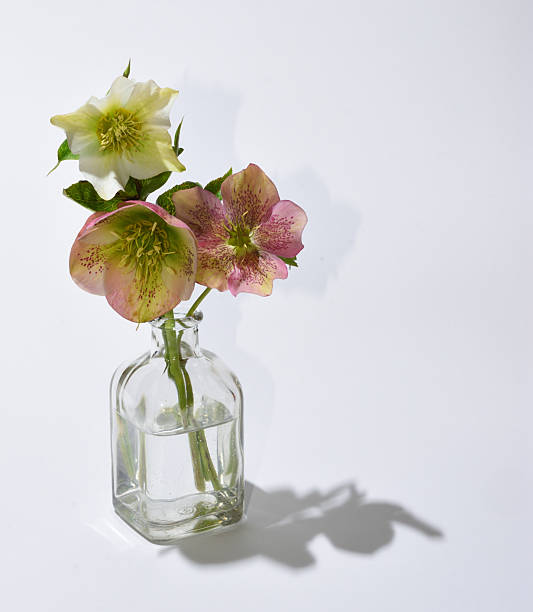 istock Three hellebores in clear glass bottle white background 2235223417