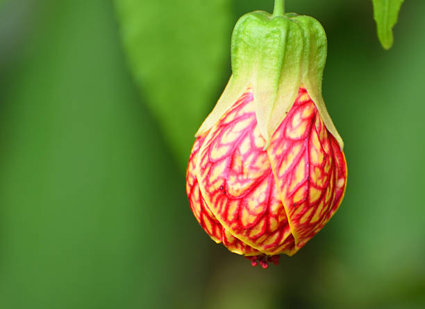 Abutilon, commonly known as a Chinese Lantern or Flowering Maple \