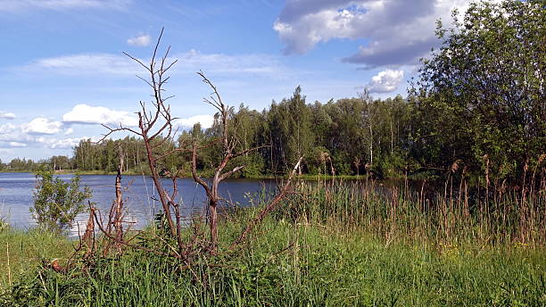 istock Shore of a forest lake. 2235224614