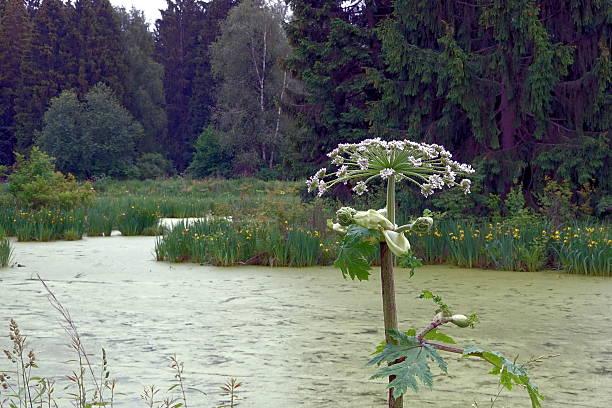 Against the backdrop of a harsh swamp, hogweed appears in two ways: on the one hand, it is a majestic but poisonous “colossus”, on the other, it is a symbol of an aggressive invader destroying natural diversity. Its giant leaves and umbels of flowers, which seem solemn at first, hide insidious phototoxic substances that can cause terrible burns on the skin