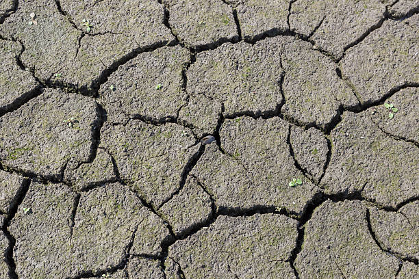 Dried soil