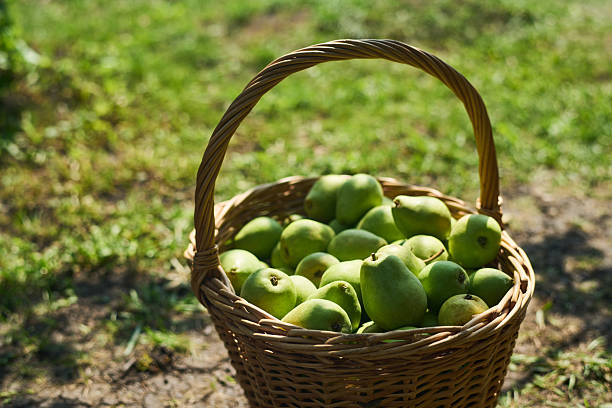 Wicker basket filled with fresh green pears resting on grass outdoors, sunlight casting shadows on fruit, natural harvest scene emphasizing abundance and healthy eating