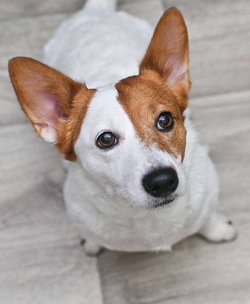 istock Jack Russell Terrier dog looks up. 2235226742