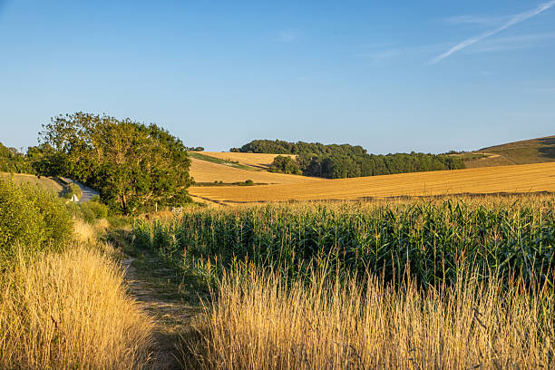 A golden summer landscape of agricultural fields in Sussex, with evening light
