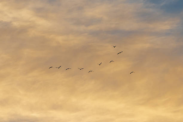 istock Looking up at an evening sky with birds in flight 2235227401
