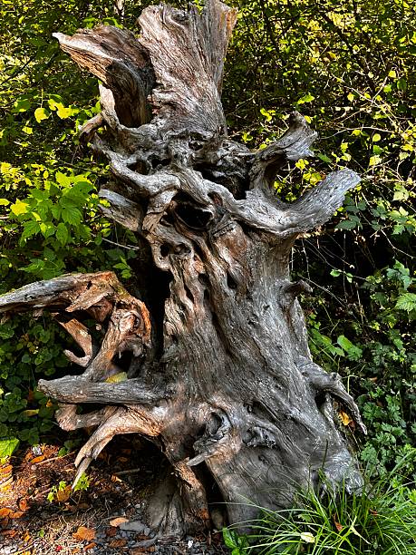 istock A tree stump with much character in the Point Whitehorn Marine Reserve, a rare environment where coastal wetlands meet a marine coastline. 2235227963