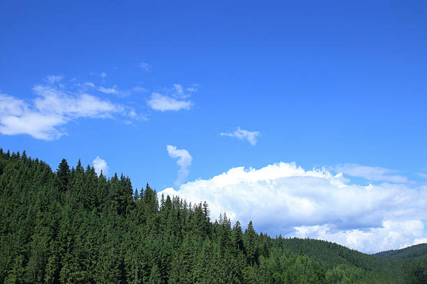 Tranquil scenic view of a summer forest with tall conifer trees under clear blue sky, concept of nature, wilderness, outdoor travel, calm landscape, relaxation, and natural environment.