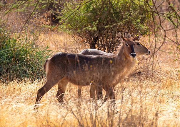 Waterbuck walking through the Savannah at Samburu National park in Kenya