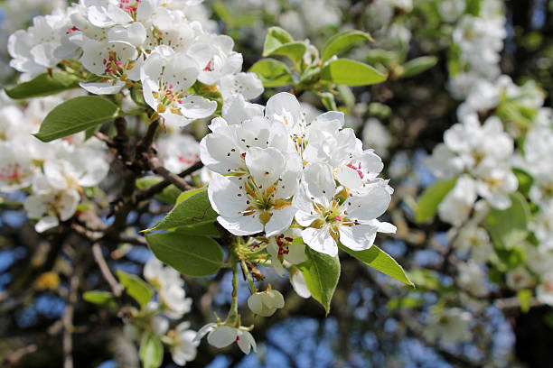 istock Apple tree branch in bloom at a garden on blue sky. 2235234522