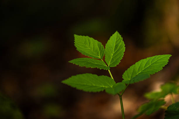 Close-up of a textured green leaves, highlighting natural patterns and depth in a forest setting.