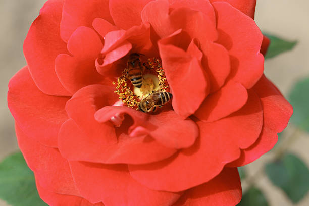Close-up macro of a red rose being pollinated by bees, highlighting romantic floral beauty and natural biodiversity. Ideal for concepts of teamwork, ecology, wildlife, summer blooms, and symbols of love and romance.