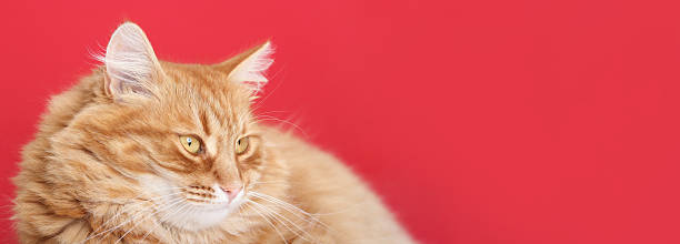 istock Fluffy Ginger Cat Portrait on Red Background 2235236220